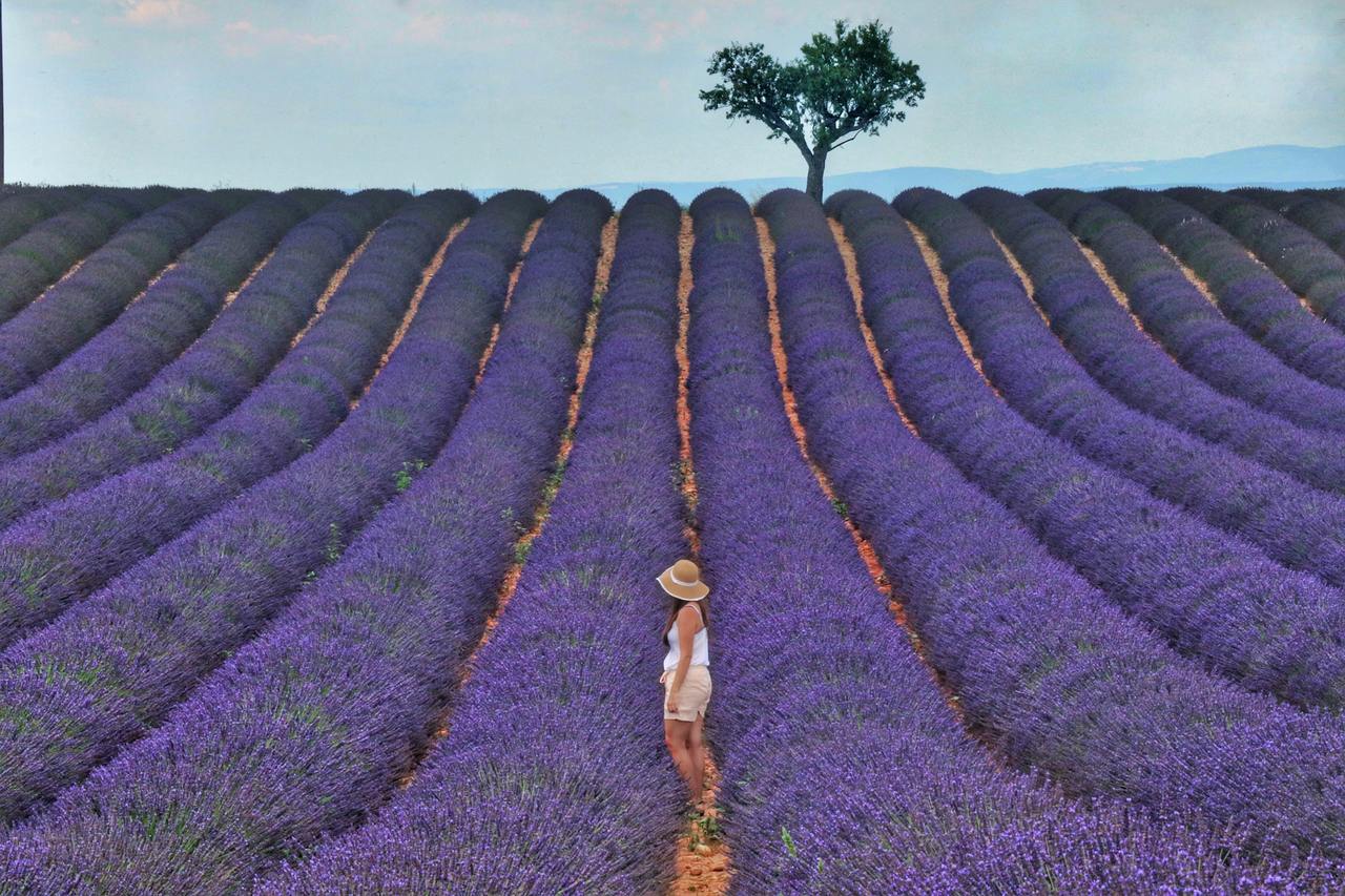maison de vacances à louer en Provence avec champs de lavande